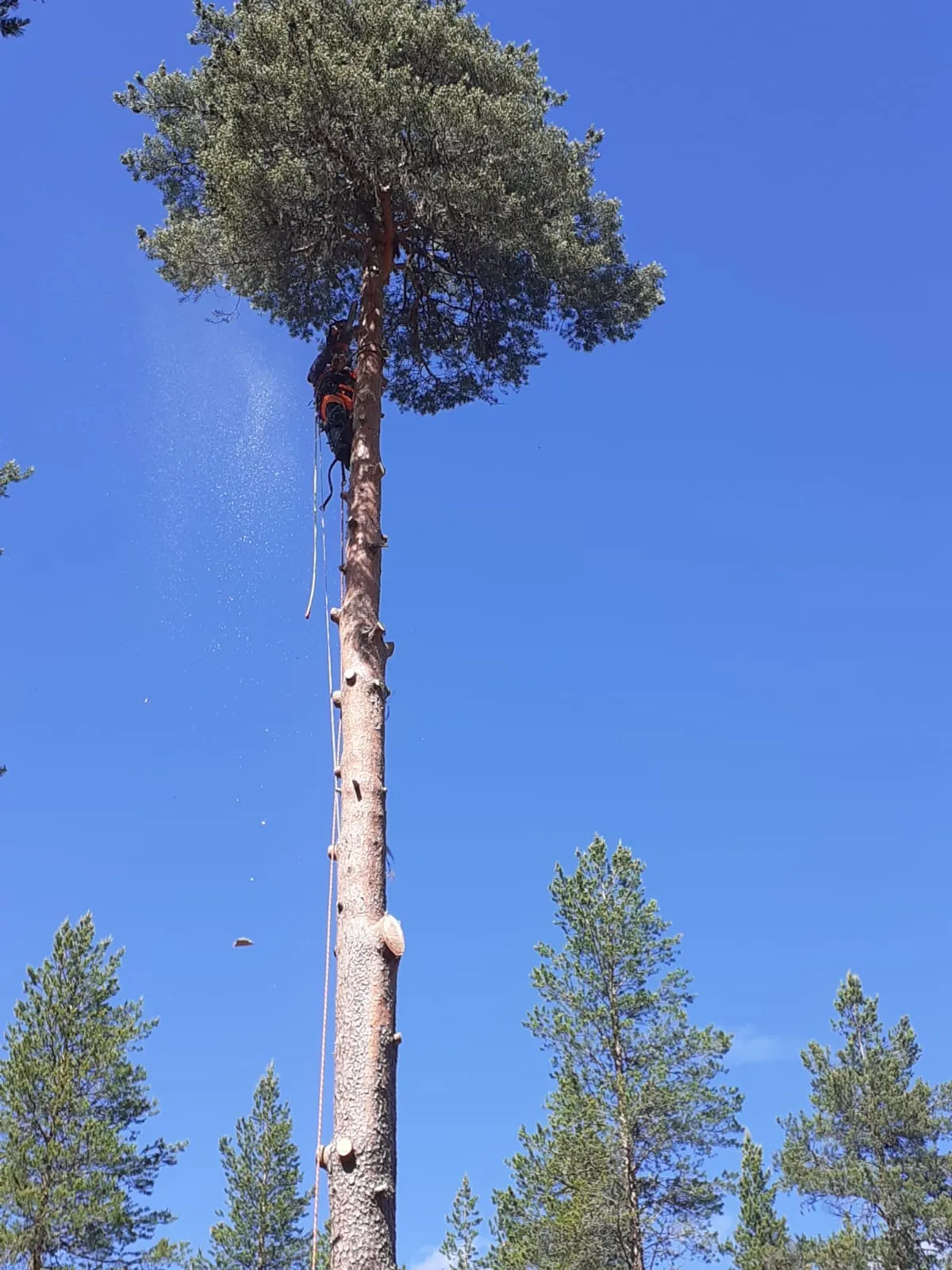 Professionell trädvård