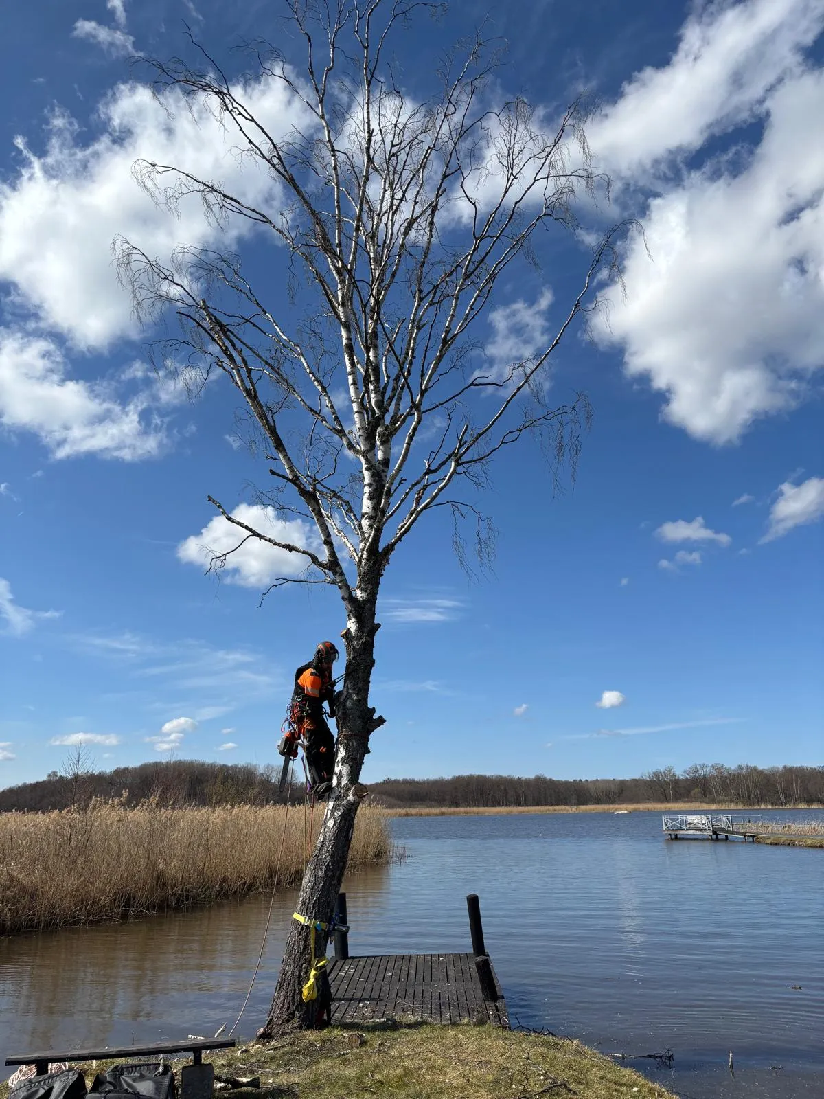 Arborist klättrar i träd vid sjö