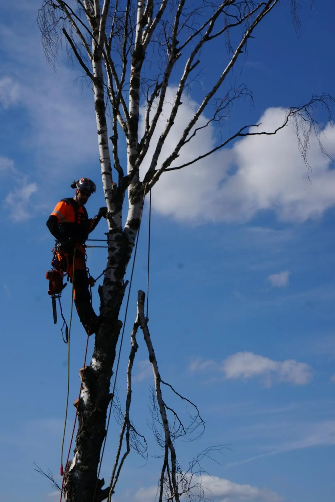 Sektionsfällning björk